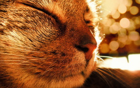 Довольная кошка