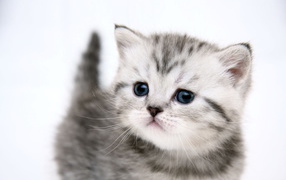 Симпатичный котенок