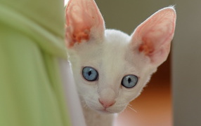 Ушастый котенок