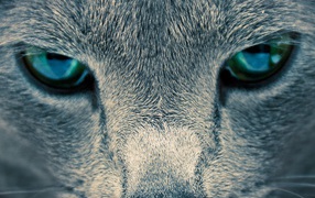 Глаза кошки