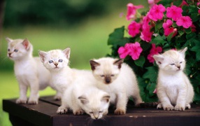 Five Siamese kittens