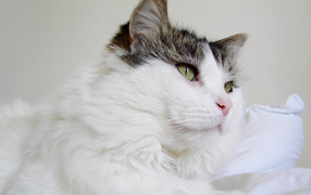Пушистый кот