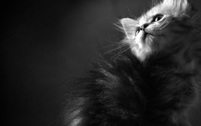 Пушистый котенок