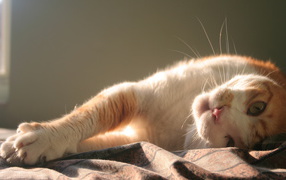 Нежная кошка
