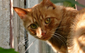 Рыжая кошка