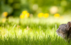 Спрятался в траве