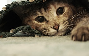 Спрятавшаяся кошка