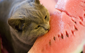 Kish and watermelon