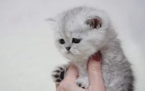 Котенок в руке