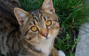 Котенок в траве
