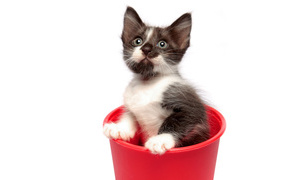 Kitten in the pot