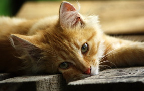 Котенок на лавке