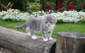 Котенок на бревне
