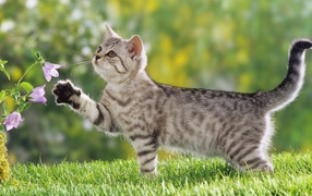 Котенок на прогулке