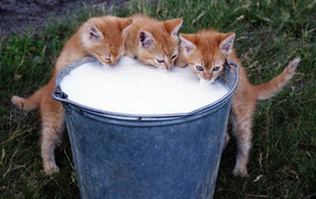Котята и молоко