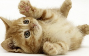 Маленький котенок