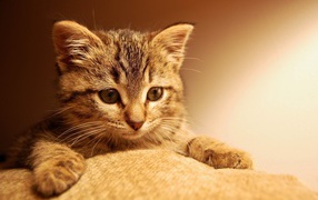 Маленький котенок