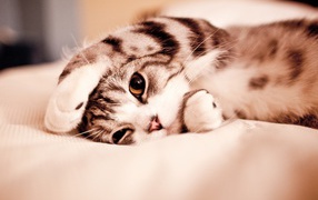 Маленький котенок