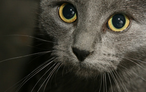 Усатая мордашка