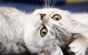 Симпатичная мордашка