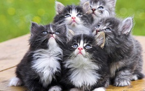 Nice kittens