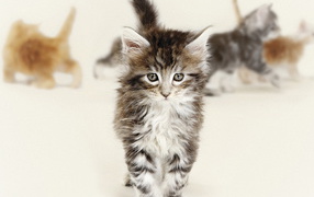 Красивый котенок