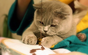 Играющая кошка