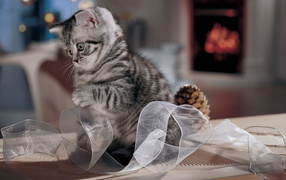 Играющий котенок