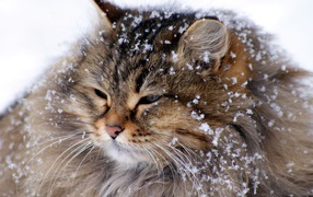 Упитанный кот