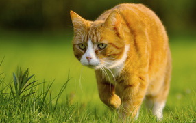 Крадущийся кот