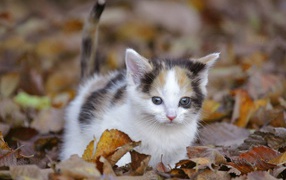 Pussycat among leaves