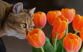 Киса и тюльпаны