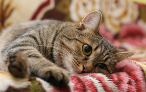 Pussycat on a blanket