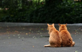 Рыжие братья