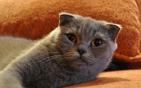 Шотландский фолд