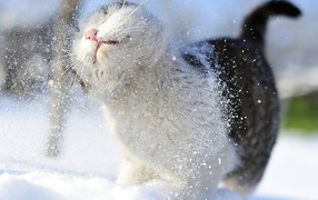 Отряхивающаяся кошка