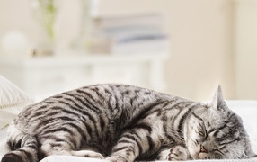 Спящая кошка