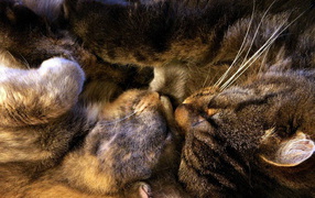 Спящая парочка