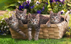 Small cats in basket