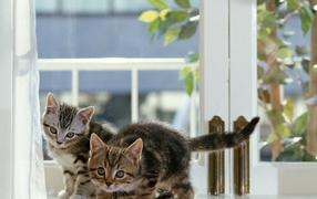 Small cats on window