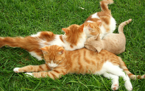 Полосатые коты на траве