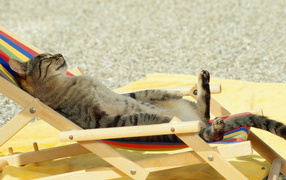 Загорающий кот