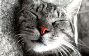 Сладкие кошачьи сны