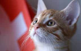 Швейцарский армейский кот