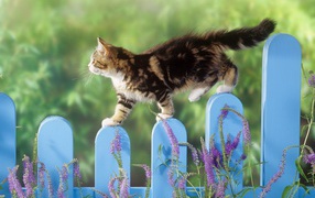 The cat on  fence