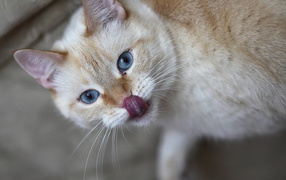 Кошачий язычок