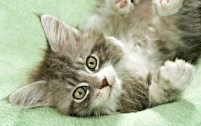 Неженка на полотенце