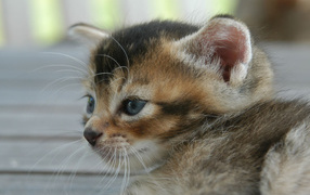 Усатый полосатый