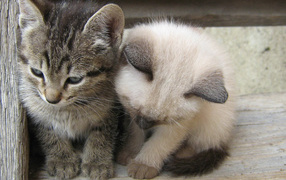 Вместе теплее