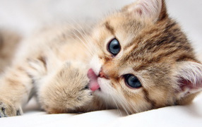 Умывающийся котенок